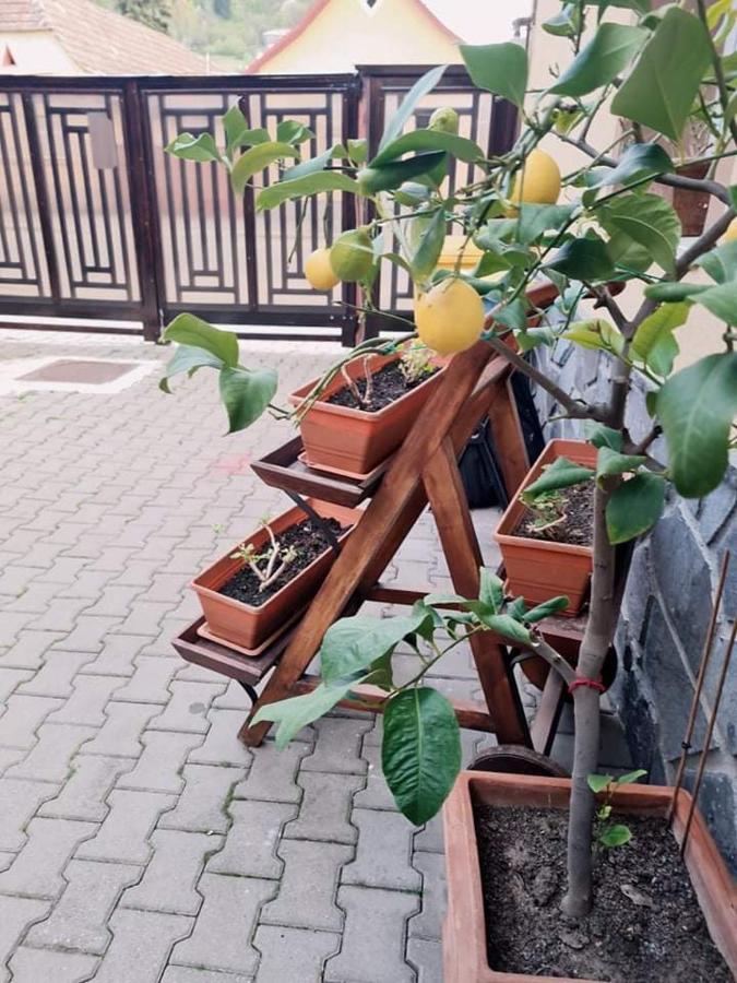 Pensiunea Otilia Sighisoara Bagian luar foto